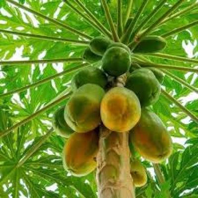 पपीते के वृक्ष पर जब फल आते हैं तो उसे कपड़े से ढक दिया जाता है