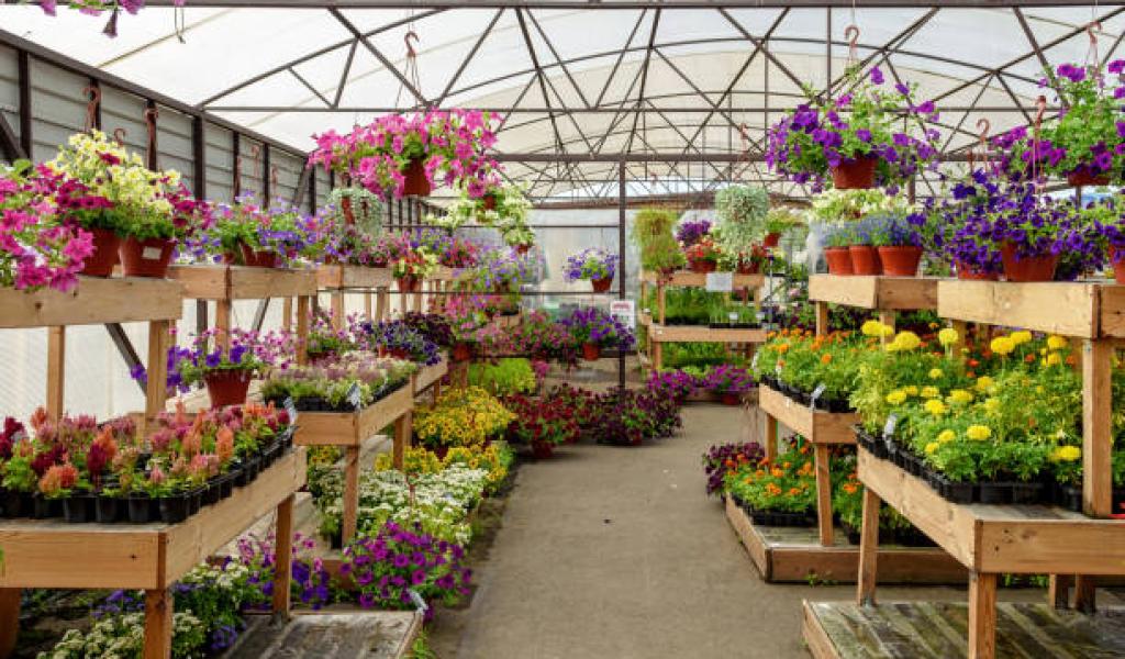 कुशवाहा नर्सरी: हरियाली से भरपूर एक शानदार नर्सरी